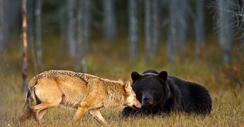 U Europu se vraćaju velike zvijeri, medvjed, ris i vuk